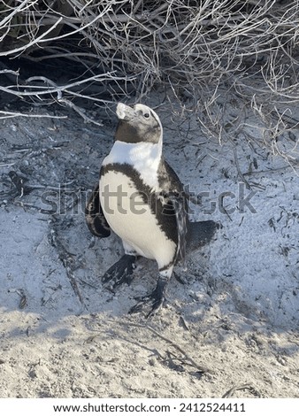 Cute African Penguin posing for picture on Boulders Beach , Cape Town - South Africa