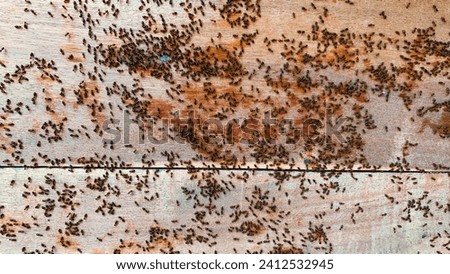 A swarm of fire ants is on a wooden plank