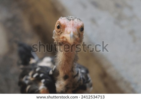 Close-Up Portrait of a Chick Gazing into the Camera