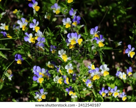 Wild Pansies | Viola tricolor abloom in a glade. European wild flowers blossoms up close in spring. Beautiful outdoor nature shot in the shade with low sunlight illumination.