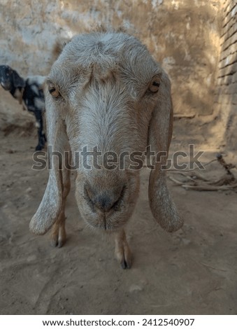 A picture of Goat looking at the Camera. Farm animal.The village Goat