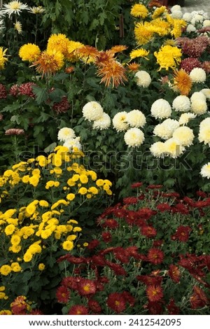 Yellow, orange, white and crimson chrysanthemums in bloom