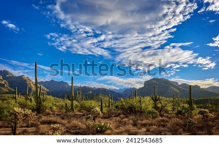 Golden hour illuminates the Sabino Canyon Recreation Area, casting the saguaro cacti in relief against a vibrant sky and Santa Catalina Mountains Royalty-Free Stock Photo #2412543685