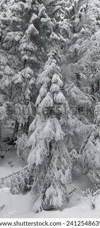 Ukrainian Carpathians: magical snowy winter