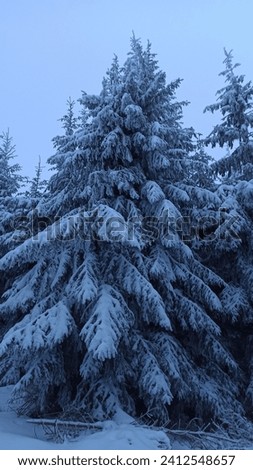 Ukrainian Carpathians: magical snowy winter