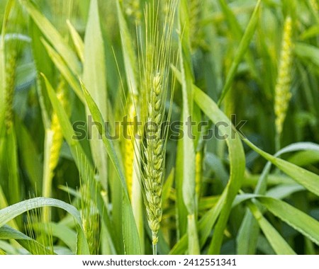 A Common wheat plant in a field