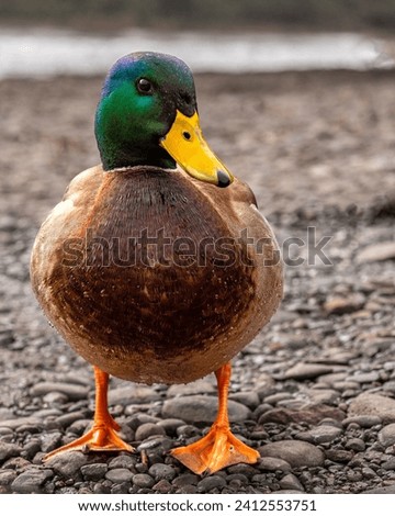 A vertical shot of a mallard duck on a rocky ground