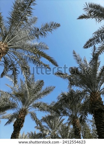 Beautiful picture of a palm tree with A clear sky pictured from below in an attractive way