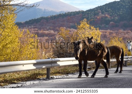 Amazing autumn panorama. A herd of wild horses descends the mountain using the asphalt road. Falakro Mountain. Prefecture of Drama. Macedonia. Greece.