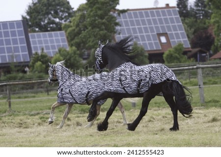 Horses with fly-mask and fly-rug Royalty-Free Stock Photo #2412555423