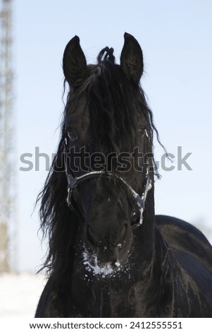 Friesian horse stallion in portrait Royalty-Free Stock Photo #2412555551
