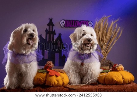 The two adorable Coton de Tulear dogs dressed up in Halloween costumes.