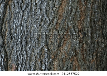 Dark brown bark textures in the morning. Suitable as a natural backdrop. Selected focus.