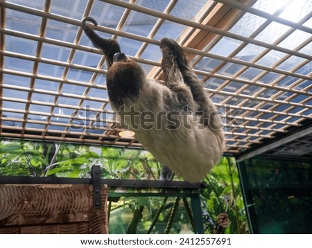 The sloth animal climbing the top of the cage in the zoo