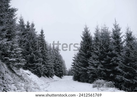 trees covered with white snow 