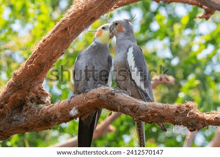 A pair of cockatiel parrots perched on a tree branch Royalty-Free Stock Photo #2412570147
