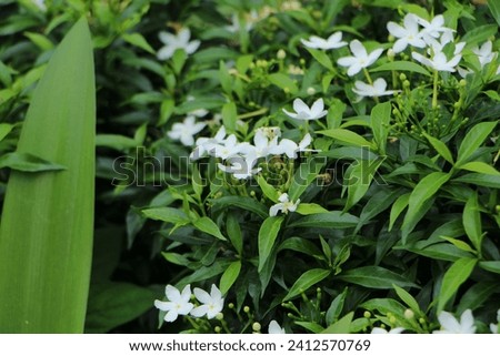 
The Sampaguita Jasmine plant or star jasmine has beautiful white flowers and dense green leaves, in a sunny morning. Selected focus.