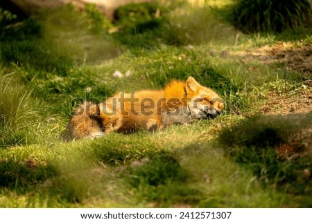 A red fox sleeping on green grass under the sun