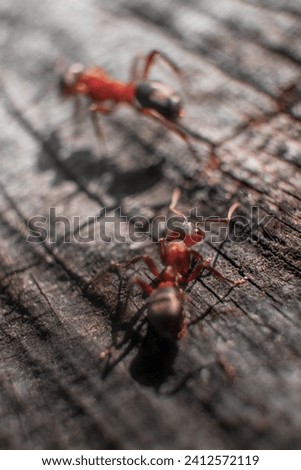 A vertical macro shot of two fire ants on the wooden surface.