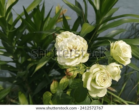 Close up green and white rose flower with blurred green leaves background