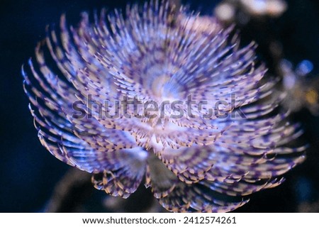 Underwater marine organisms. Sea life. Royalty-Free Stock Photo #2412574261