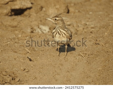 The crested lark has such a wonderful camouflage .