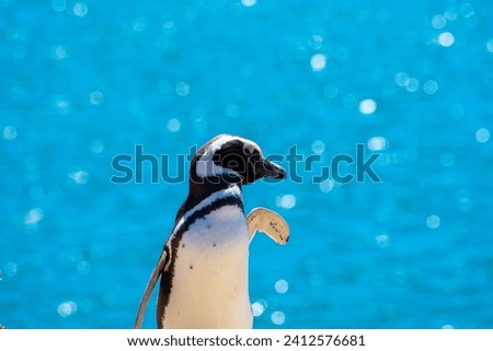 A close-up shot of a penguin with the blue ocean on the background
