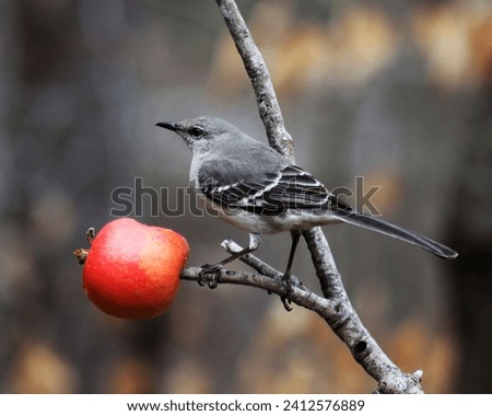 A closeup of the northern mockingbird, Mimus polyglottos perched on a branch with a red apple.