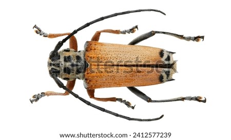 Insect collection of long-horned beetles specimen isolated on white background photoed by macro lens.