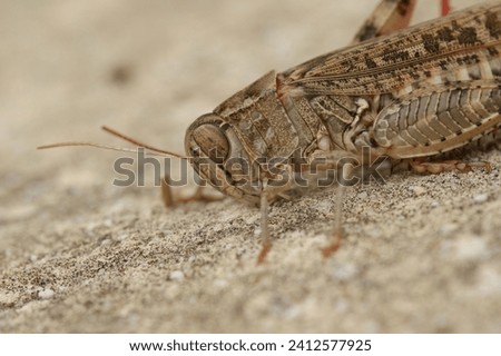 Detailed closeup on short-horned Barbarian Grasshopper Calliptamus barbarus , from Gard, France Royalty-Free Stock Photo #2412577925