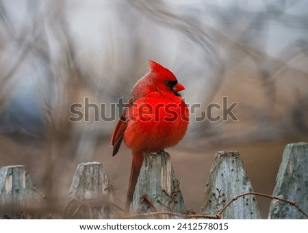 A close up of a northern cardinal perched on top of a  wooden fence post, gazing off into the distance