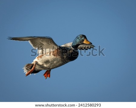 A scenic view of a duck flying above the surface of a lake