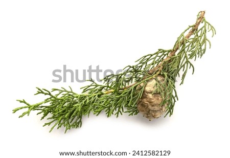 Cypress branch with cone isolated on white background. Cupressaceae Royalty-Free Stock Photo #2412582129