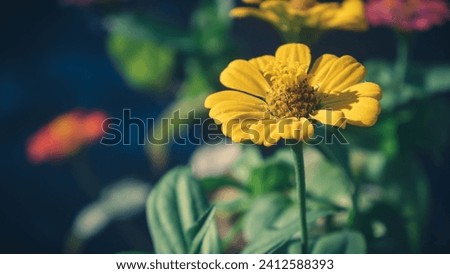 Yellow zinnia flowers, blurry background, light shining on the flowersอ