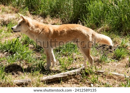 Dingos are Australiaâ€™s wild dog. They have a long muzzle, erect ears and strong claws. They usually have a ginger coat and most have white markings on their feet, tail tip and chest. Royalty-Free Stock Photo #2412589135
