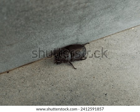 Picture of a beetle in front of wall