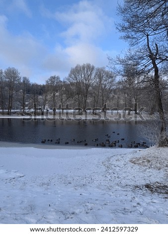 A winter picture where some ducks are swimming and some are sitting in the water