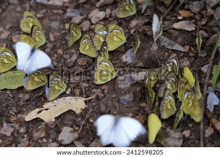 Photograph a group of yellow butterflies on the ground next to a waterfall