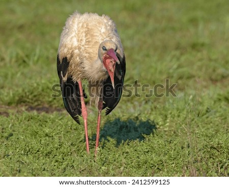 Adult White stork (Ciconia ciconia) swallows earthworm on short grass field 