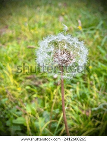 Beautiful spring, summer meadow with white, transparent fluffy plant, flower dandelion and green grass, growth background 