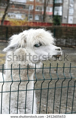 Close up of white alpaca's face with lovely forelock, side view. Camera look with sky blue eyes. Animals park squad surrounded with metal grid fencing. Cute white coat with nice long fibers. Royalty-Free Stock Photo #2412605653