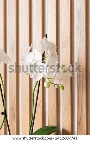 Close up of orchids blossoms. White petals of Phalaenopsis orchid flower, Selective focus.