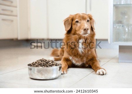 Nova scotia duck tolling retriever dog waiting near bowl full of dry kibble food. `Hungry dog, nutrition. Royalty-Free Stock Photo #2412610345