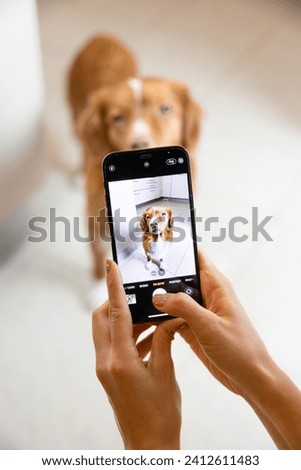 Woman taking a photo of her retriever dog with a smartphone