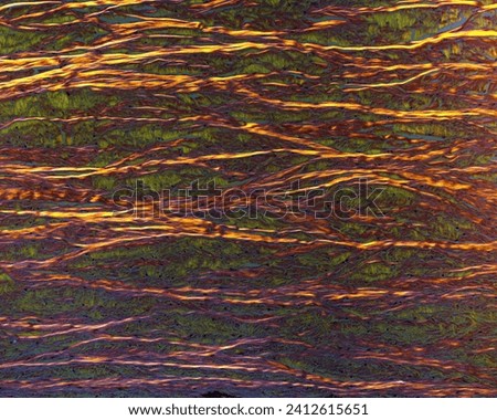 Light microscope micrograph of eye sclera seen under polarised light. The fascicles of longitudinally sectioned collagen fibers appear bright. Cross sectioned collafen fibers fascicles appear green Royalty-Free Stock Photo #2412615651