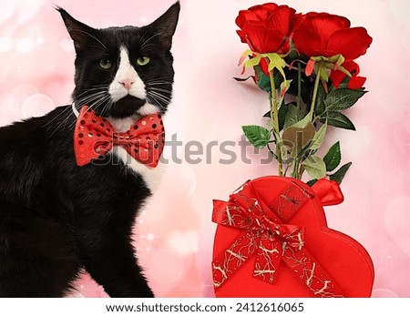 Celebrating Valentine's Day or Women's Day, Mother's Day, banner. Maine Coon cat congratulates you on the holiday on the background of a bouquet of roses, concept for holiday, birthday, wedding,