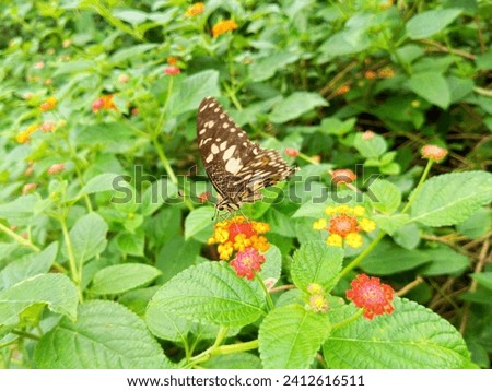 Gray patterned butterfly with white spots, red yellow green flowers