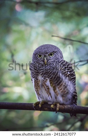Photo of an owl hiding among the bamboo.  Pictures for people who like nature and animals.