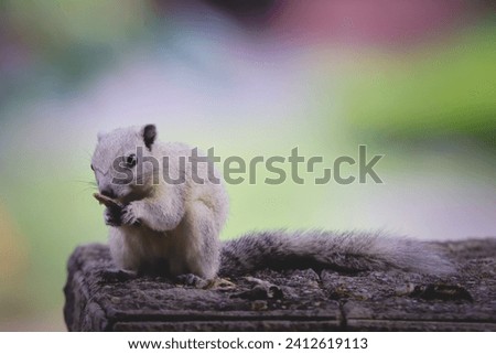 Photo of a squirrel busy eating its food.  Without paying attention to the surroundings at all  Pictures for people who like nature and animals.