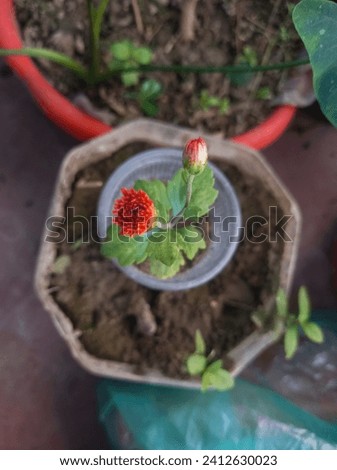 5 realflower stock photos from the best photographers are available ring stock photos available royalty-free.